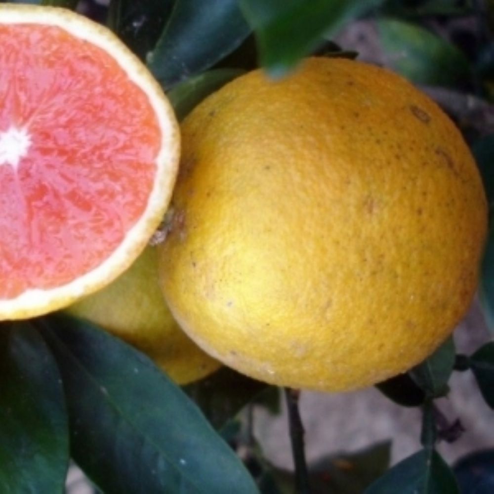 Laranja Sanguínea.jpg